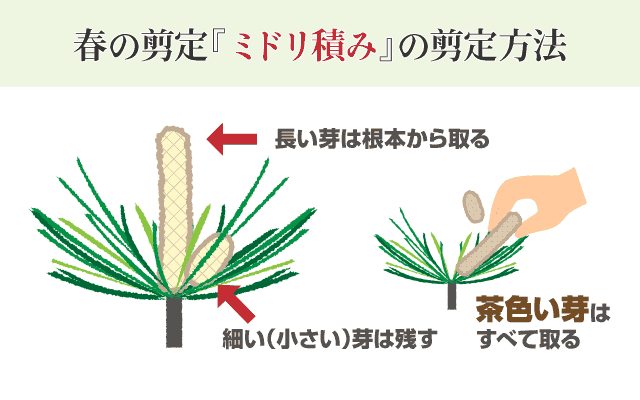 松の剪定 時期 仕方 自分で出来る簡単なコツ