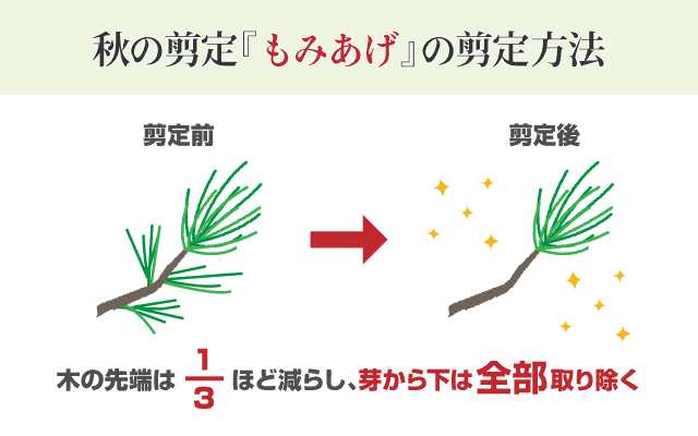 松の剪定 時期 仕方 自分で出来る簡単なコツ