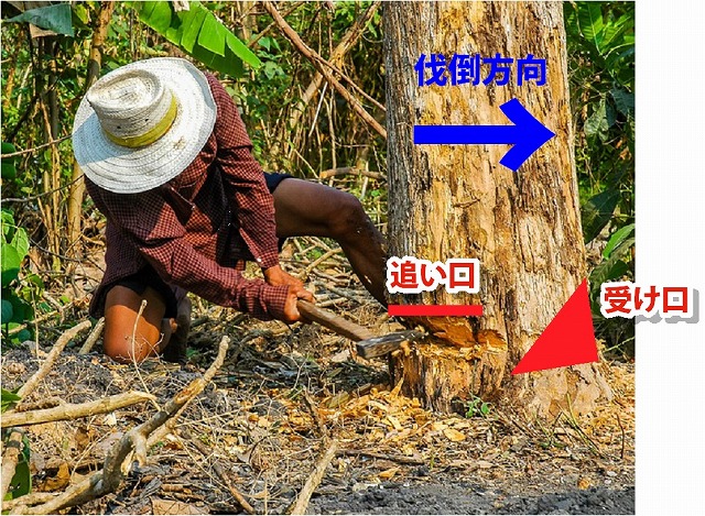 庭木 植木 の伐採方法 自分で切る 倒す 道具や処分の仕方 庭木 植木 の伐採方法 自分で切る 倒す 道具や処分の仕方