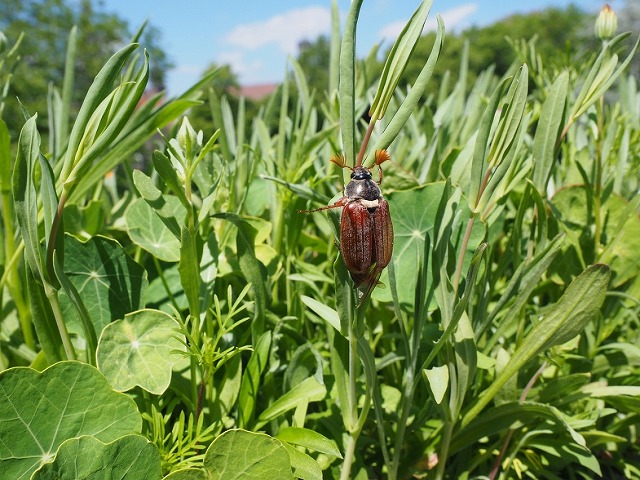 庭木 植木 の害虫対策 自分でできる消毒 防除 ガーデニング