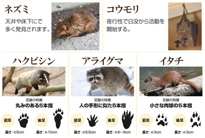 屋根裏から音 天井からカサカサ音その正体は 害獣の特徴を紹介 屋根裏から音 天井からカサカサ音その正体は 害獣の特徴を紹介
