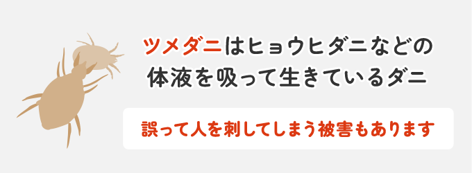 ダニの中でもツメダニは、ヒョウヒダニなどの体液を吸って生きているダニです。