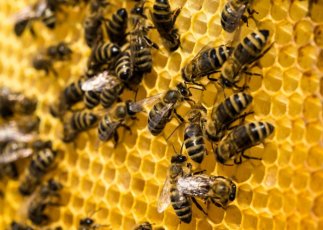 ハチ駆除 蜂の巣を自分で撤去する方法 スズメバチ アシナガバチ